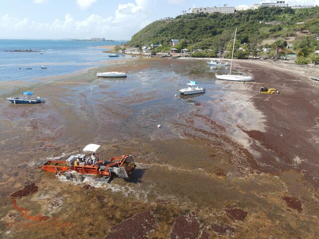 DRNA realiza limpieza de sargazo en Las Croabas