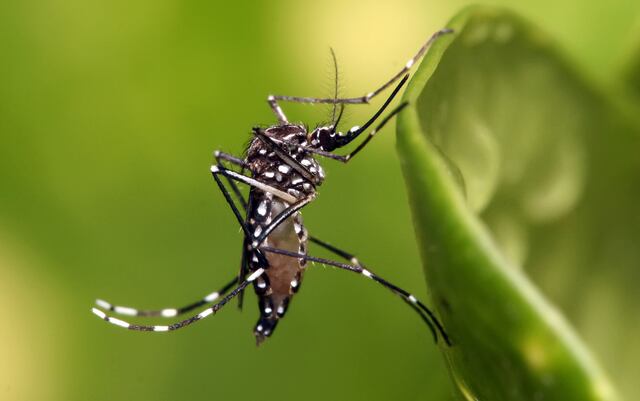 FDA aprueba primera vacuna contra el virus chikungunya, transmitido por mosquitos