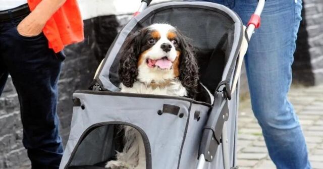 ¿Es sano tratar a nuestras mascotas como hijos?
