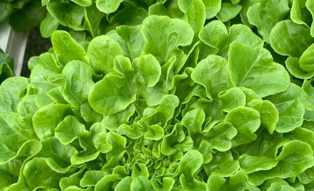 Salanova Lettufresh: frescura local que nutre, cuida y transforma la mesa