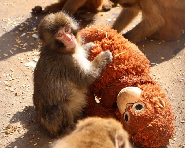 La triste razón por la que un pequeño mono no soltaba un peluche