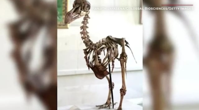Científicos buscan revivir ave extinta hace siglos
