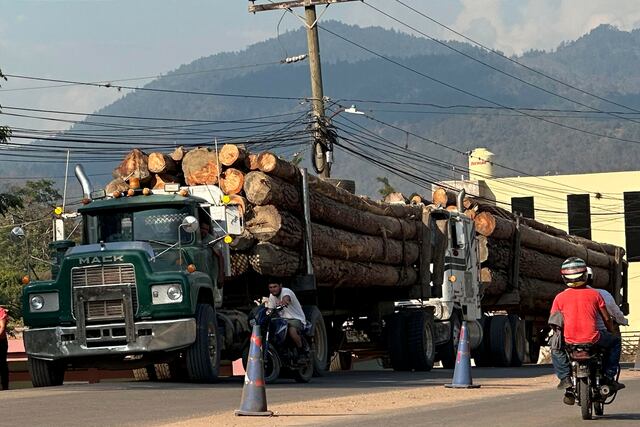 Industria de la madera en Honduras sobrevive entre incendios, tala ilegal y gorgojos