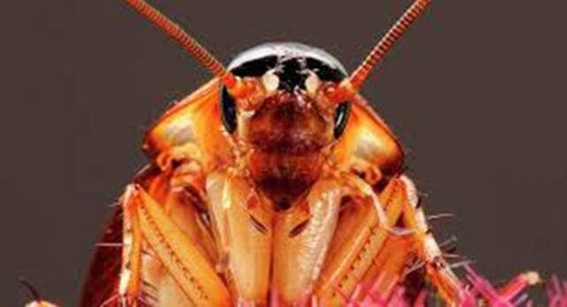 Extraen una cucaracha viva del cráneo de una mujer en la India