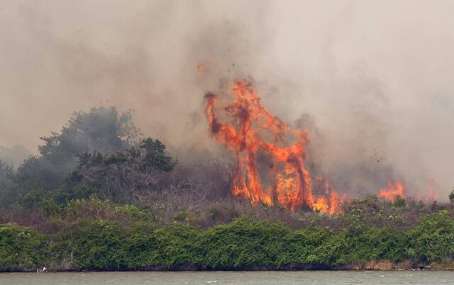 Más de 125 incendios forestales continúan activos en Florida