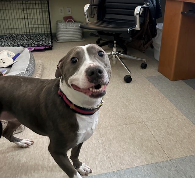 Atestados los refugios para mascotas en los Estados Unidos