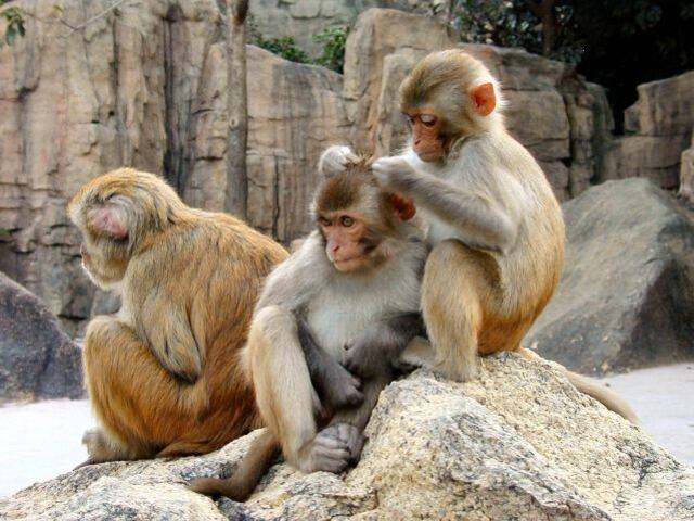 Regresan a su redil los primates fugados de centro en Toa Baja