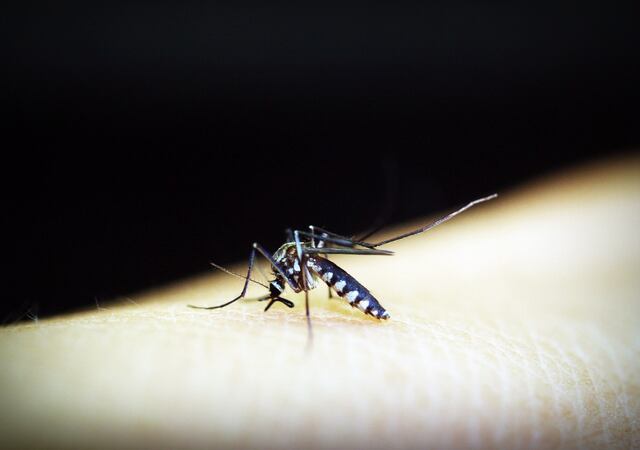 Alerta por alza en casos de dengue