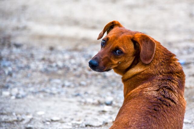 Senado aprueba medida que busca proteger los animales realengos