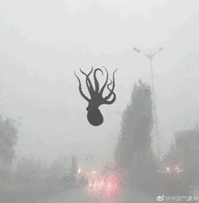 Extraño fenómeno meteorológico hace llover criaturas marinas sobre ciudad de China