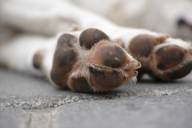 Realizan mesa redonda para atender crisis de animales abandonados en Puerto Rico