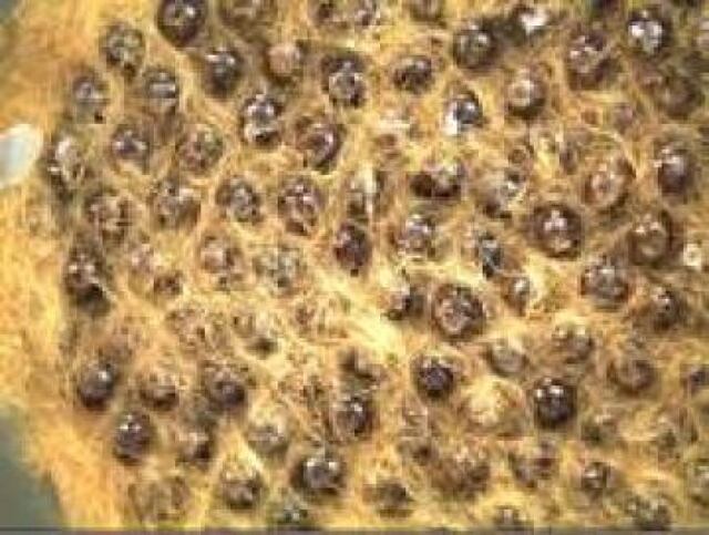 Ojo con la plaga de la palomilla gitana asiática detectada en puerto de San Juan