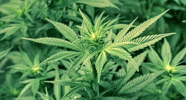 Cannabis podría funcionar como factor en prevención de diabetes