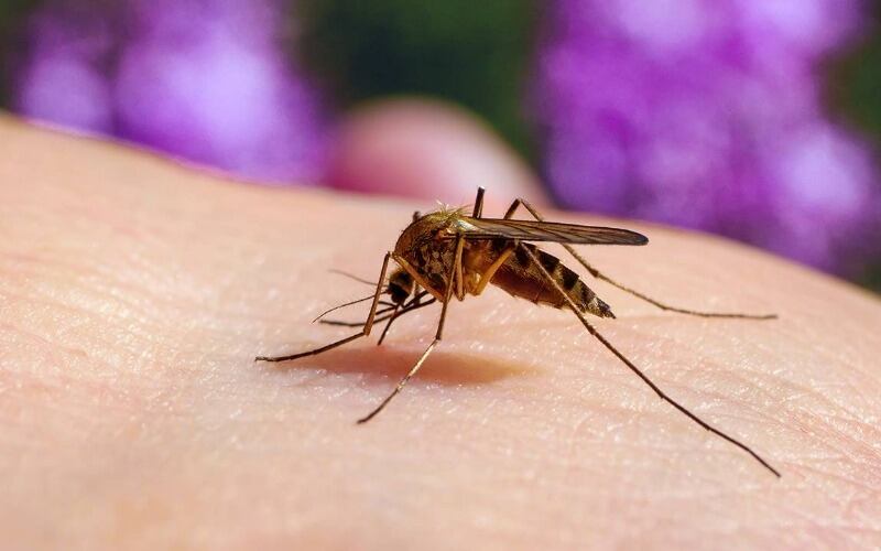 Estados Unidos en alerta por casos de malarias en el país (Foto: referencial)