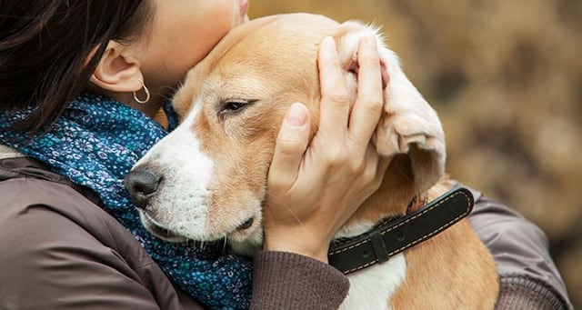 Colegio de Médicos Veterinarios ofrece apoyo a personas que han perdido mascotas