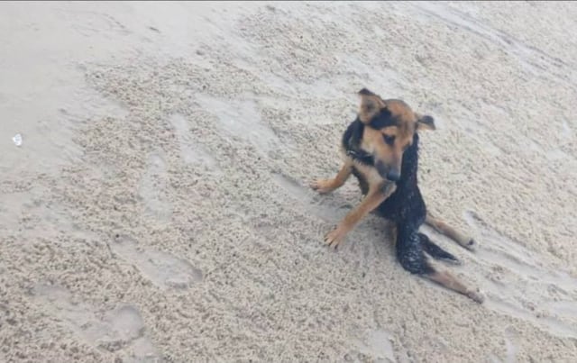 Rescate de perro parapléjico conmueve las redes sociales