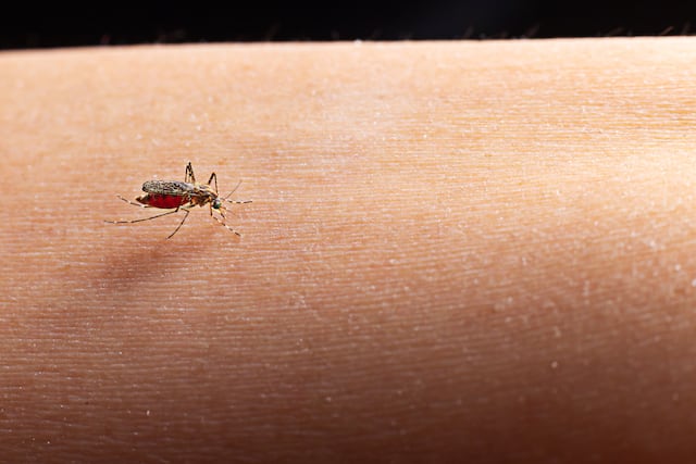 Apuestan a prevención de dengue pediátrico previo a repunte