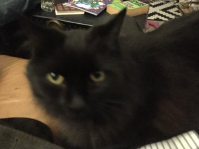 Niña entrevista a su gato y se transforma en fenómeno en las redes