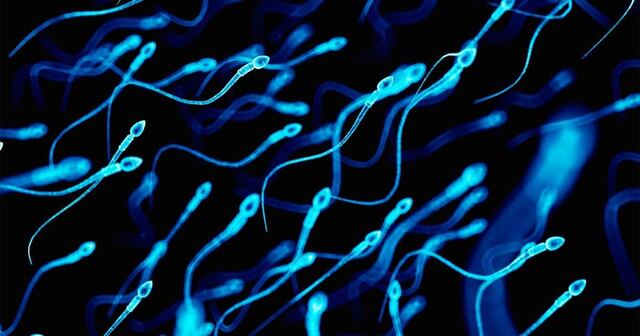 Expertos alertan sobre desplome en el conteo de espermatozoides en el mundo