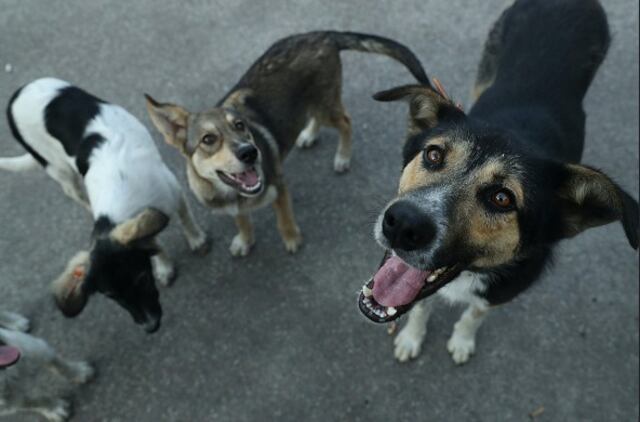 Esperma de los perros podría salvar a la raza humana