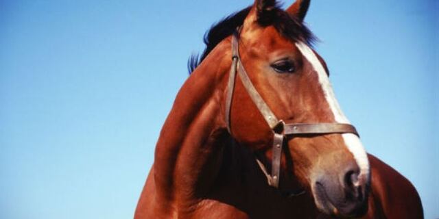 Denuncian caballos se desangran al ser capados en Vieques