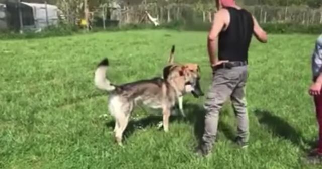 El video de maltrato animal de un conocido adiestrador de perros en Italia