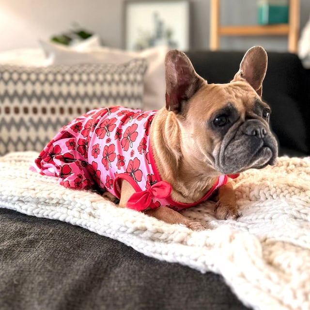 Toy Doggie se monta en la Navidad con la colección “Perrandeo Jíbaro”