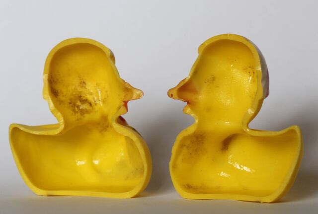 Estudio revela secreto sucio de los patitos de juguete