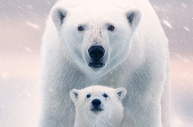 Osa Polar, un documental que deja un fuerte mensaje acerca del Cambio Climático