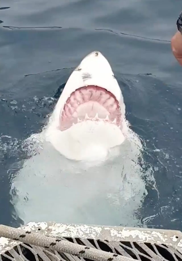 (Video) Un tiburón es visto nadando boca arriba y muestra sus enormes dientes