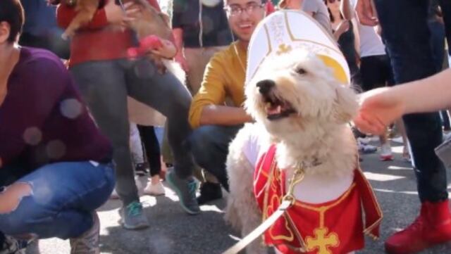Amos y sus perros protagonizan un desfile de Halloween en Estados Unidos