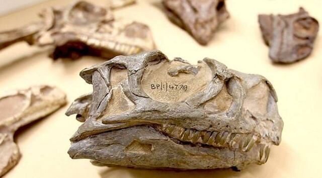 Dinosaurios, serpientes y un escarabajo Greta entre las 400 especies descubiertas en 2019