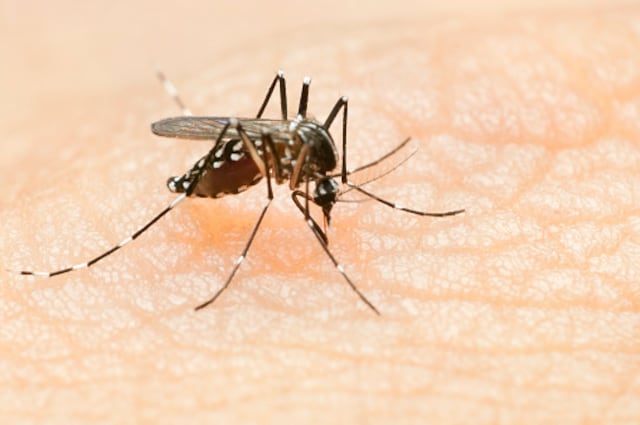 Poca prevención y cambio climático abonan a alza en contagios por dengue