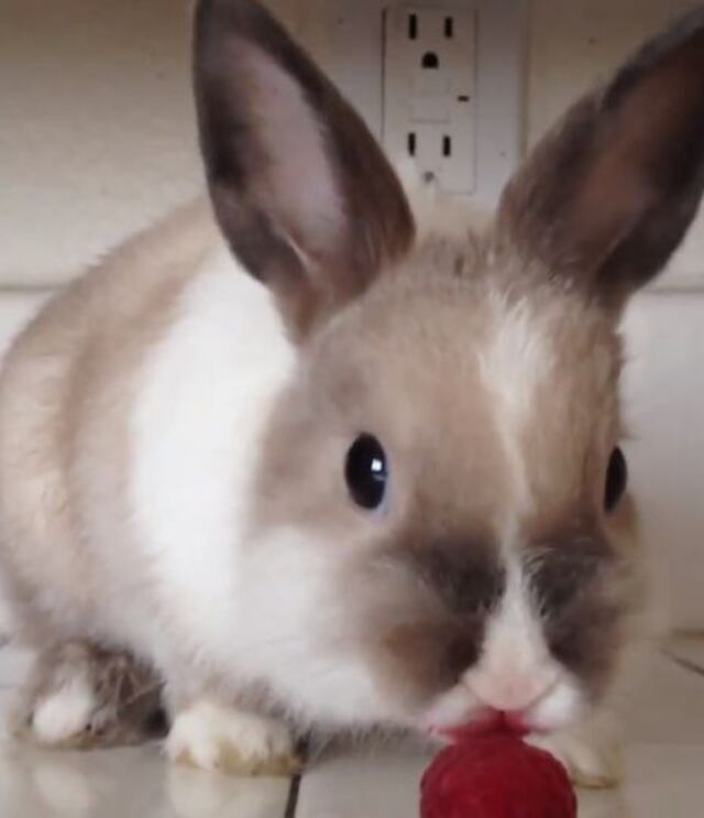 Adorable conejo se pinta los labios con frambuesas