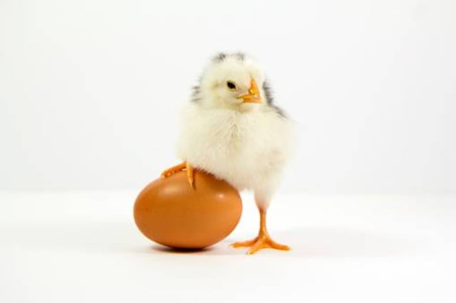 ¡Por fin! La ciencia encuentra la respuesta a: ¿Qué vino primero, el huevo o la gallina?