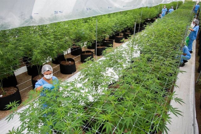 Uruguay exporta 10 kilos de cannabis médico a Australia