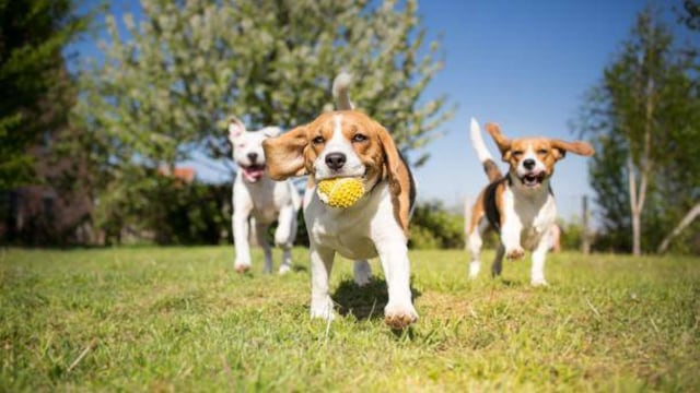 Científicos determinan la edad exacta a la que los cachorros son más lindos