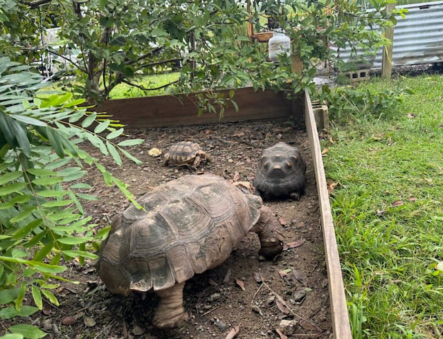 Agricultor de Humacao se ofrece a adoptar la tortuga encontrada en Gurabo