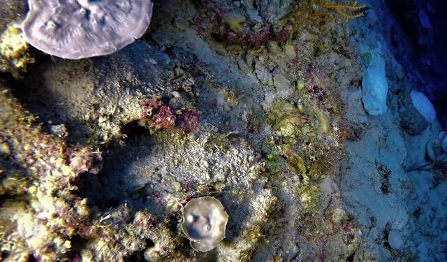 Las altas temperaturas en el Mar Caribe podrían acabar con los corales