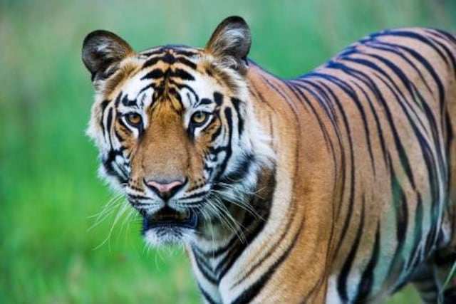 (VIDEO) Captan a tigre en un vecindario de Estados Unidos