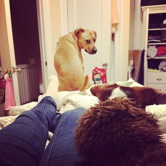 Estudio demuestra que los perros se ponen celosos