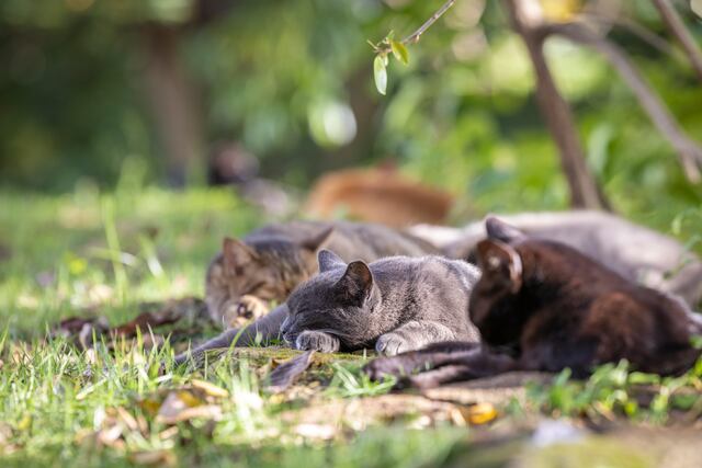 Se oponen a retiro de “gatos coloniales” del Viejo San Juan