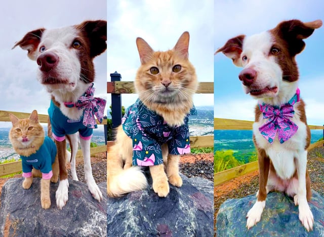 Lanzan colección navideña para mascotas inspirada en la tradicional bomba puertorriqueña