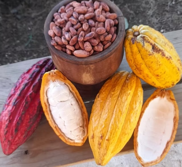 Cacao de Naranjito gana premio de excelencia en Ámsterdam