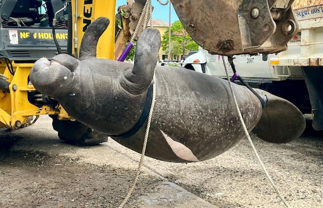DRNA halla una manatí sin vida en Cabo Rojo tras impacto de embarcación