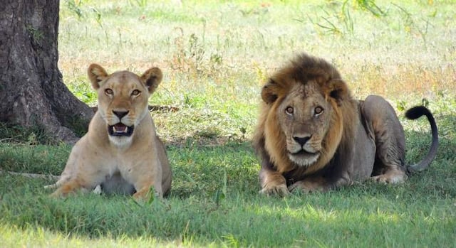El "rey de la selva" perdió su trono: la leona demuestra es quien manda en la jungla