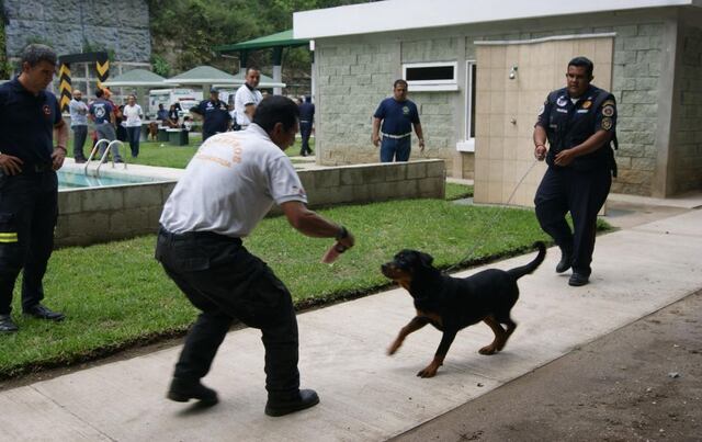 Fallece mujer tras ataque de perros en Grecia
