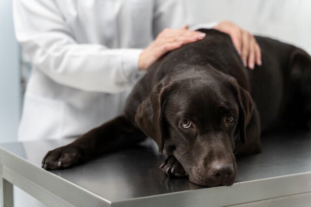 ¿Qué debe contener el alimento de un perro con hipotiroidismo? 6 ingredientes clave
