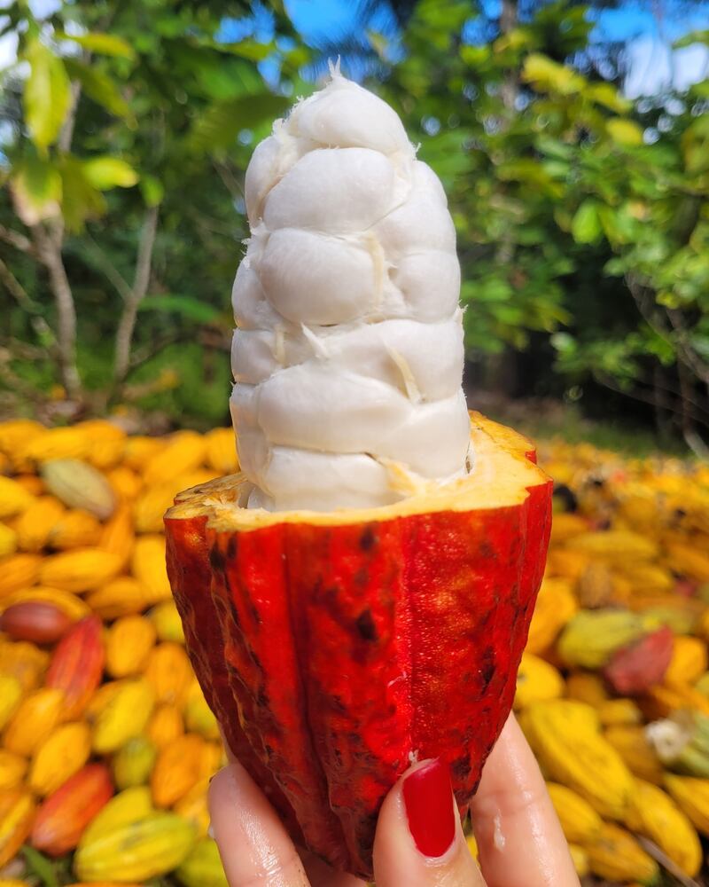 Hacienda Chocolat Fajardo