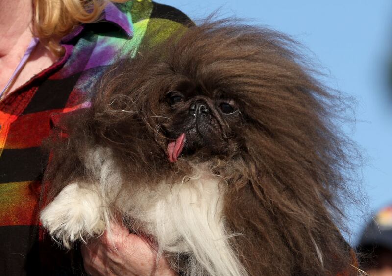 PETALUMA, CALIFORNIA - JUNE 21: A dog names Wild Thang looks on after winning the World's Ugliest Dog contest at the Marin-Sonoma County Fair on June 21, 2024 in Petaluma, California. A Pekingese dog named Wild Thang won the 34th annual World's Ugliest Dog contest and was awarded $5,000. (Photo by Justin Sullivan/Getty Images)